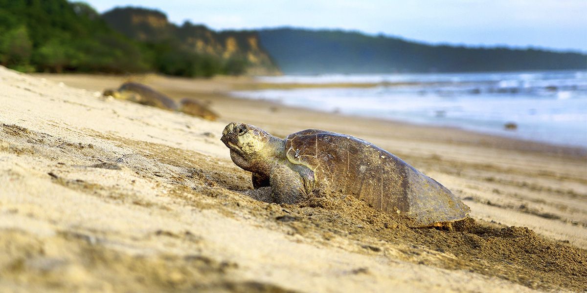 Oliv-Bastardschildkröte Strand La Flor Nicaragua