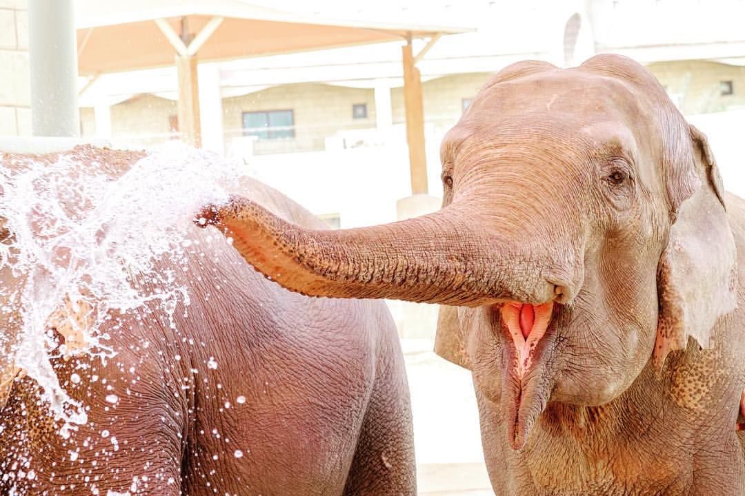 Elefant Spaß mit Wasser Al Ain Zoo