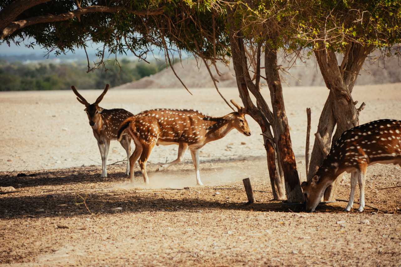 Gazellen Sir Bani Yas Island