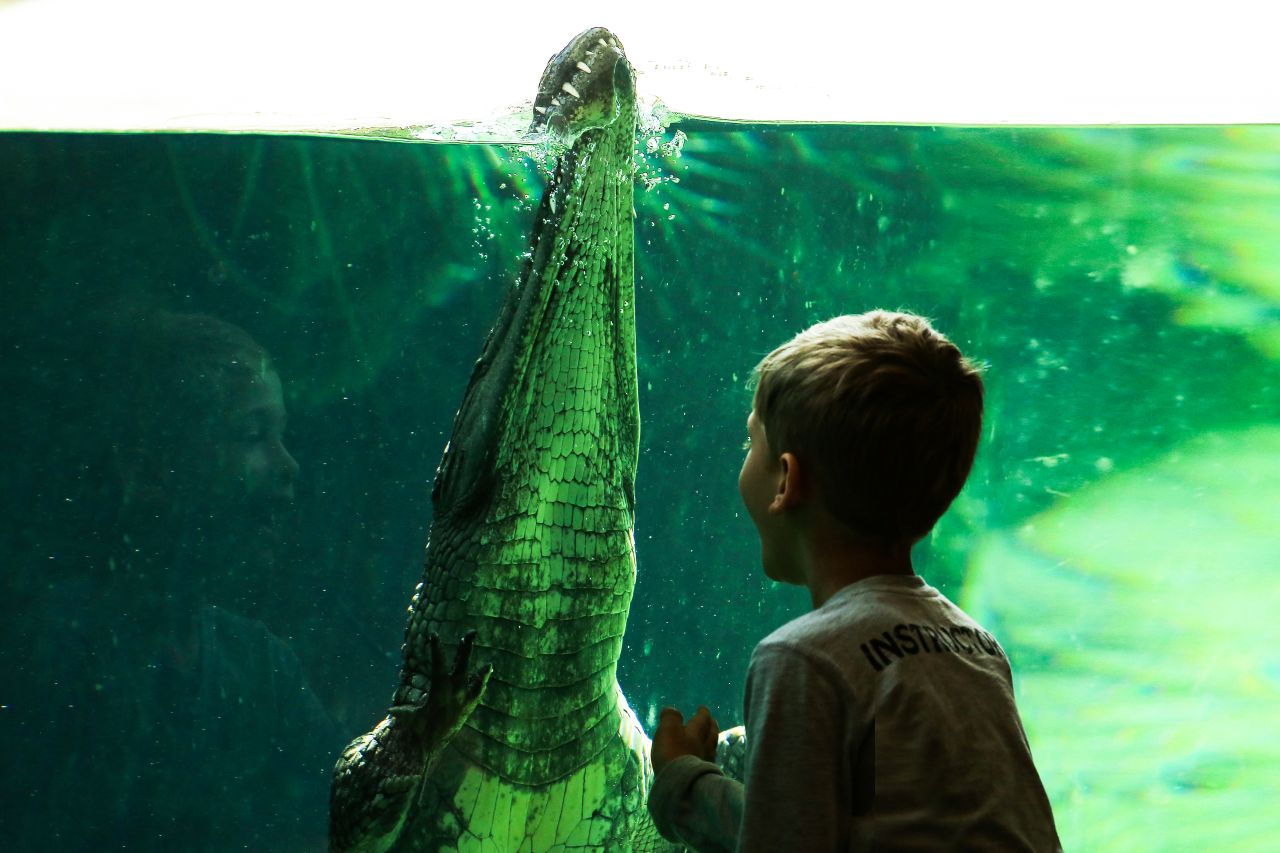 Krokodil im Al Ain Zoo