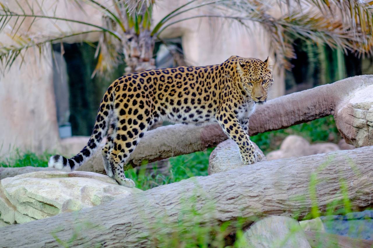 Leopard im Al Ain Zoo