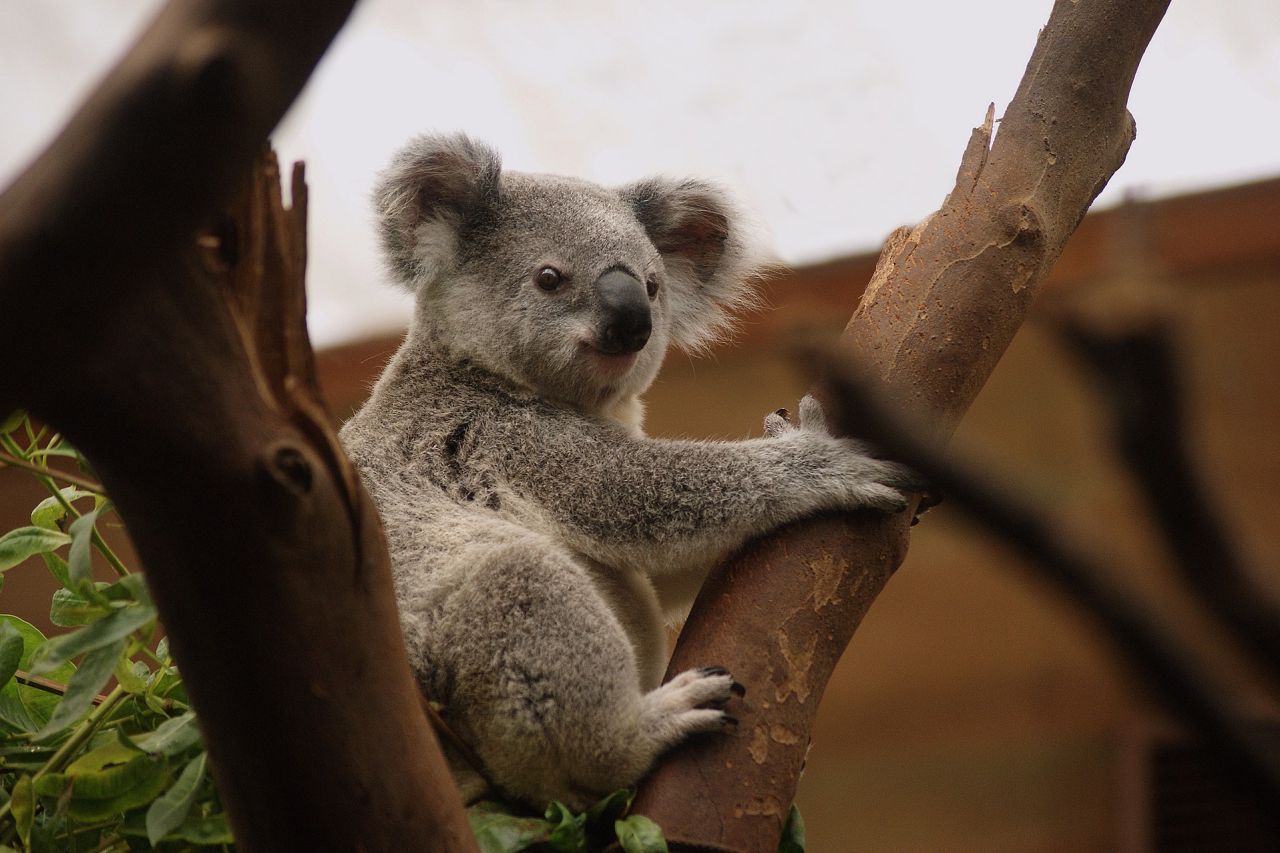 Koala Queensland Australien