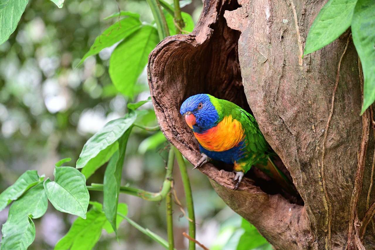 Papagei Daintree Nationalpark