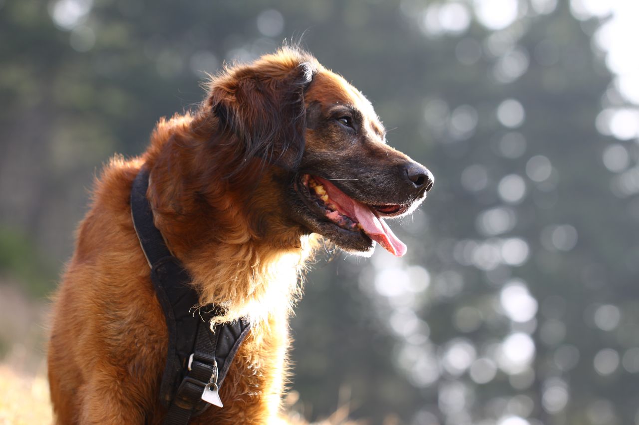 Ranger Winterwanderungen mit Hund Tölzer Land