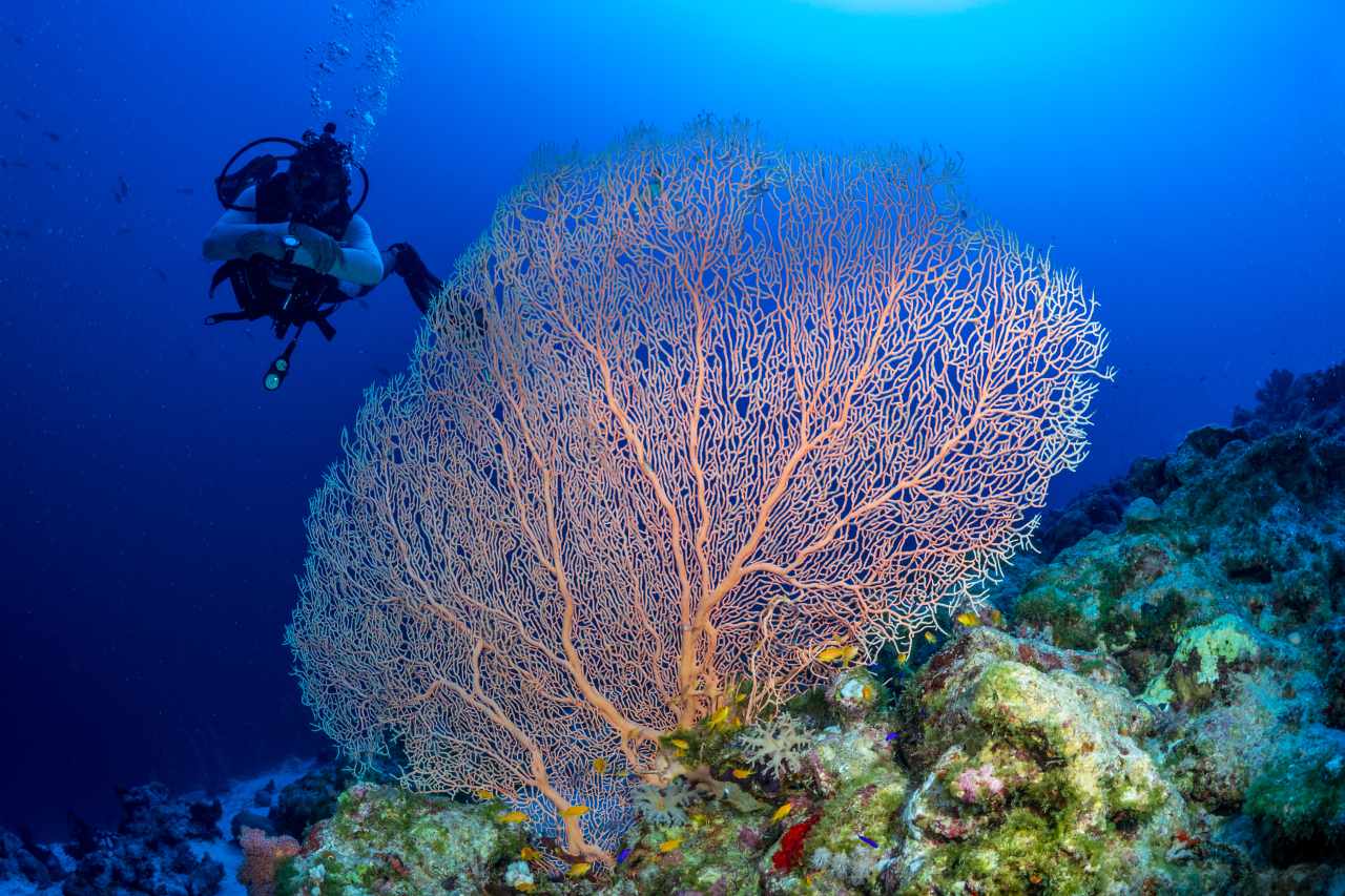 Taucher Korallenriff Red Sea