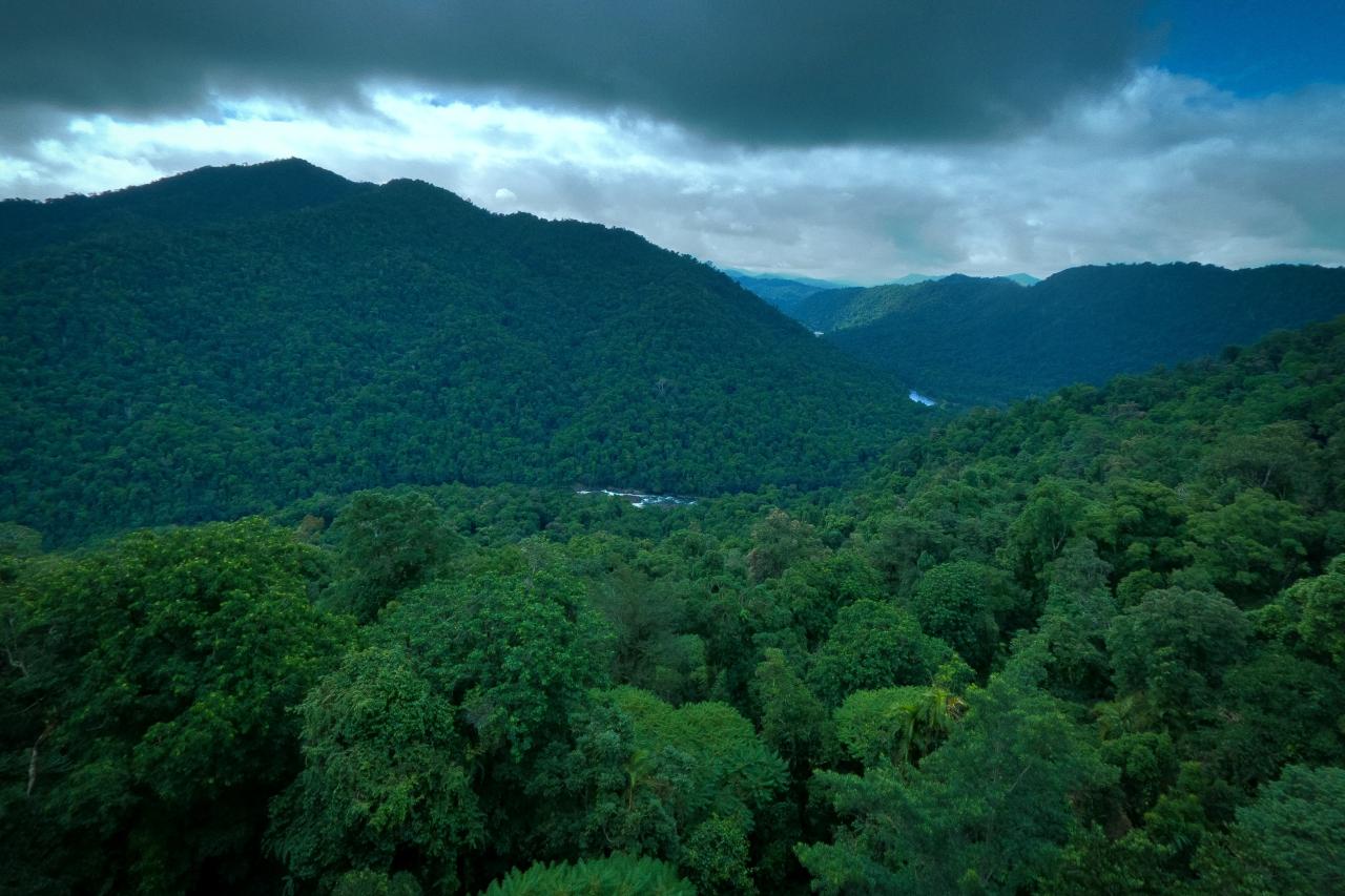 Ausblick Regenwald Mamu Tropical Skywalk