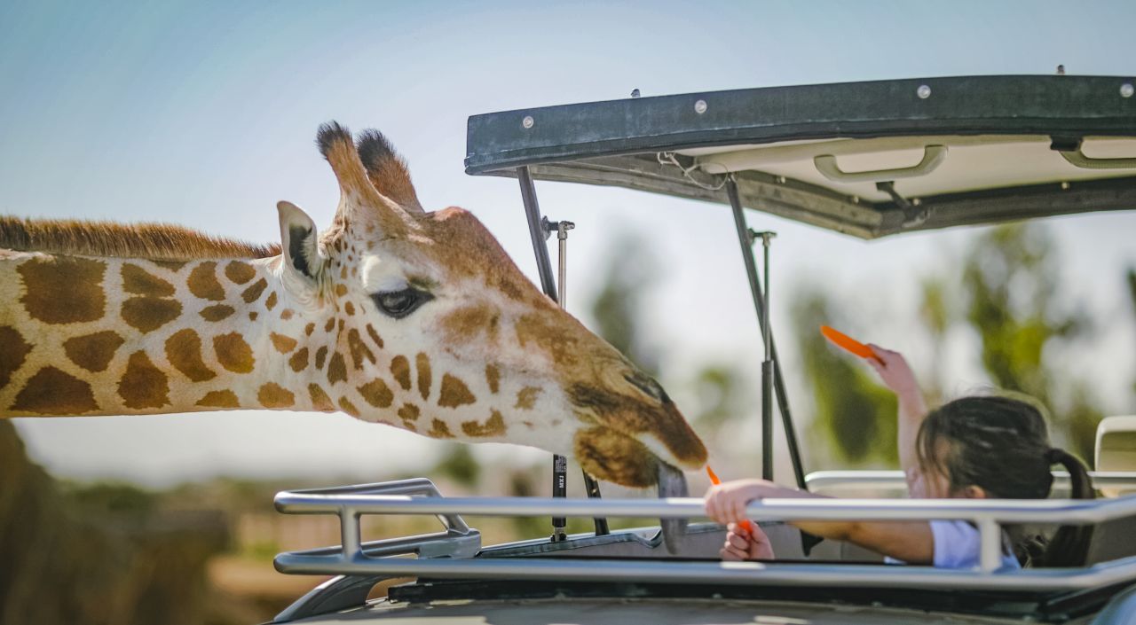 Giraffe Fütterung Al Ain Safari