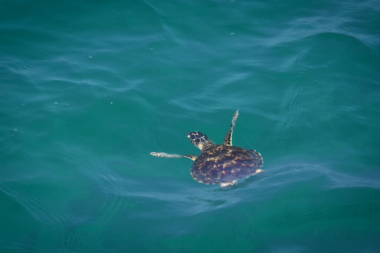 Karettschildkröte im Roten Meer vor Saudi-Arabien