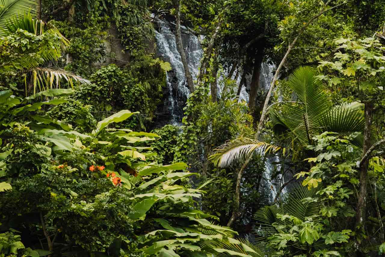 Wasserfall im El Yunque Regenwald