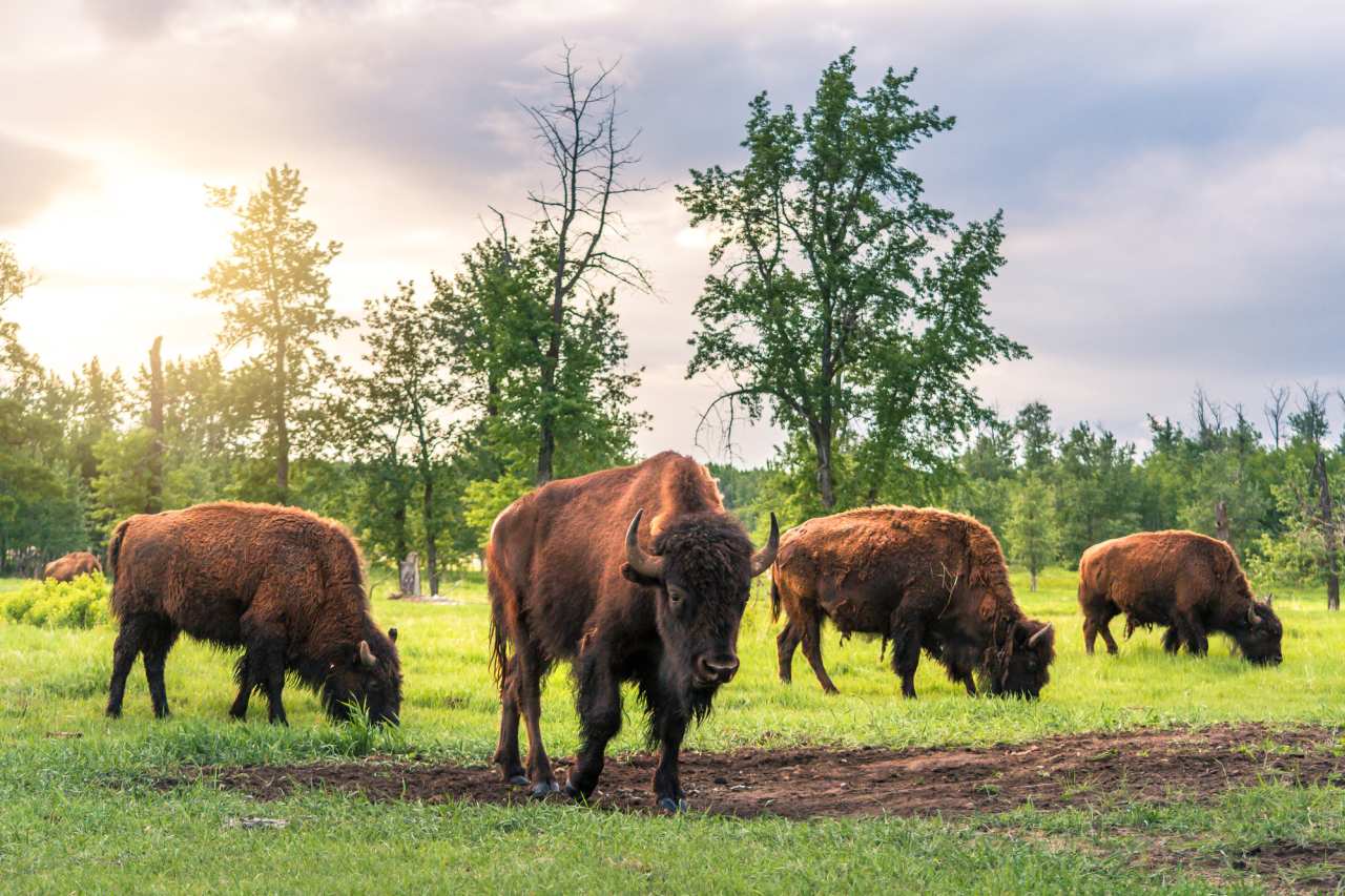 Bisons im Elk Island Nationalpark Alberta