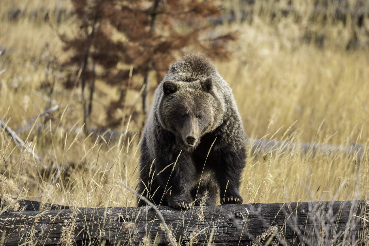 Grizzly Bär im Banff Nationalpark