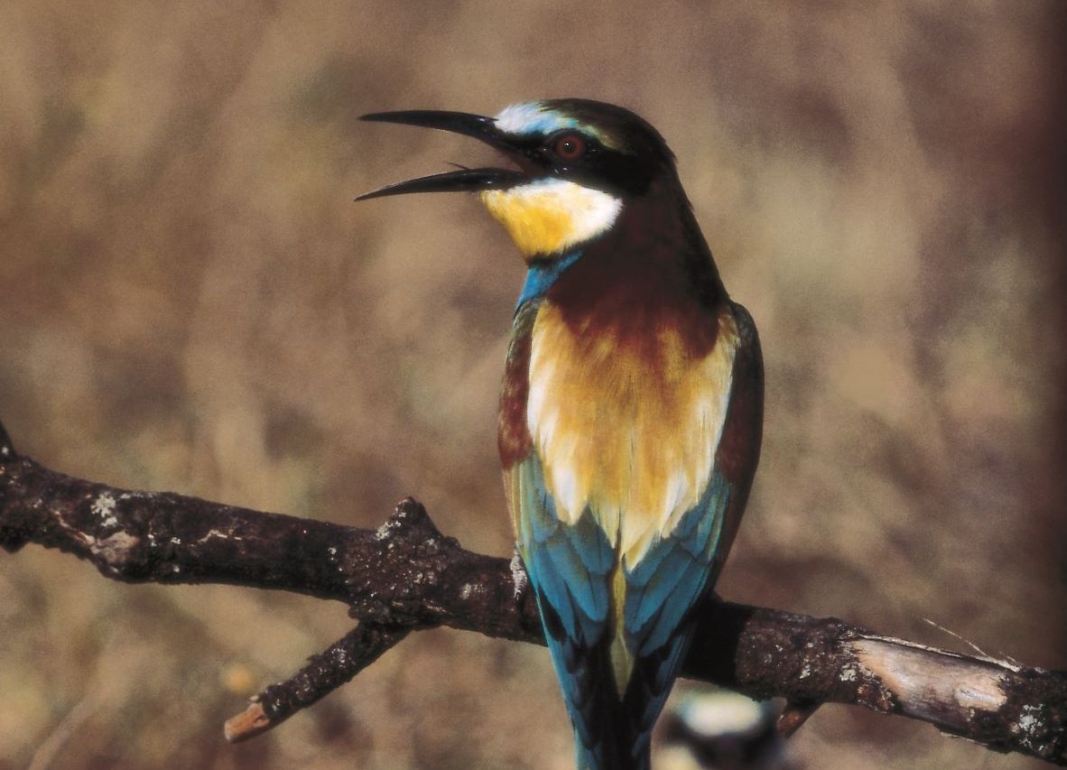 Ornitholologische Vielfalt Region Lleida