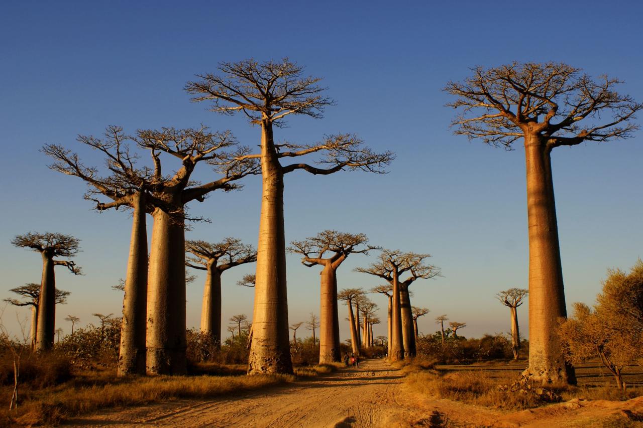 Allee der Baobab FTI Madagaskar Westtour