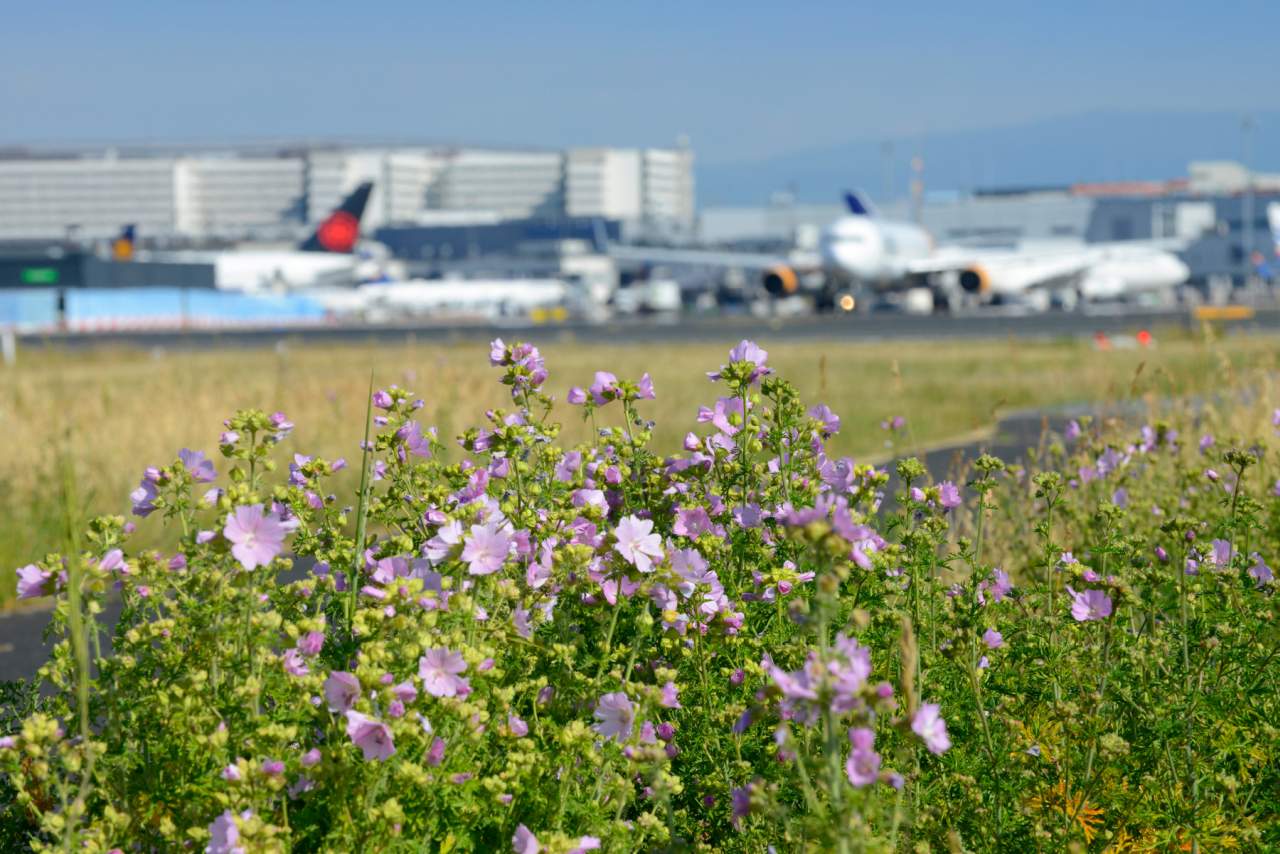 Fraport strafft Klimaschutzziel für 2030