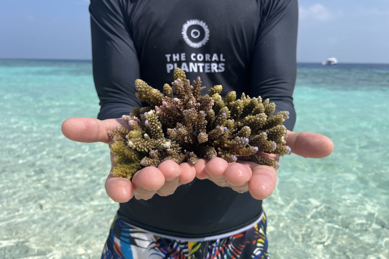 Korallen Fragmente St. Regis Maldives