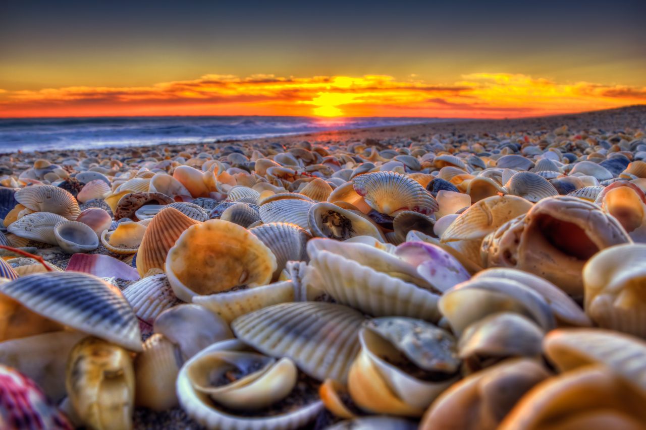 Muscheln am Strand von Hutchinson Island Florida