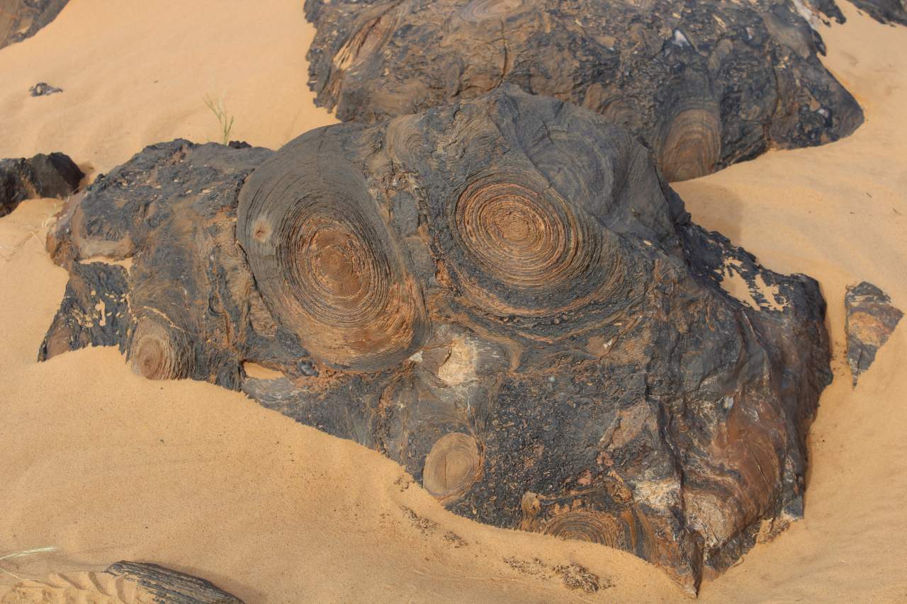 Stromatolithe in Mauretanien