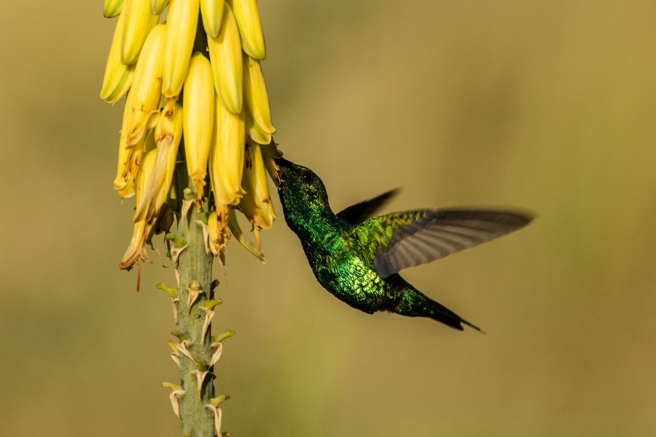 Kolibri im Arikok Nationalpark