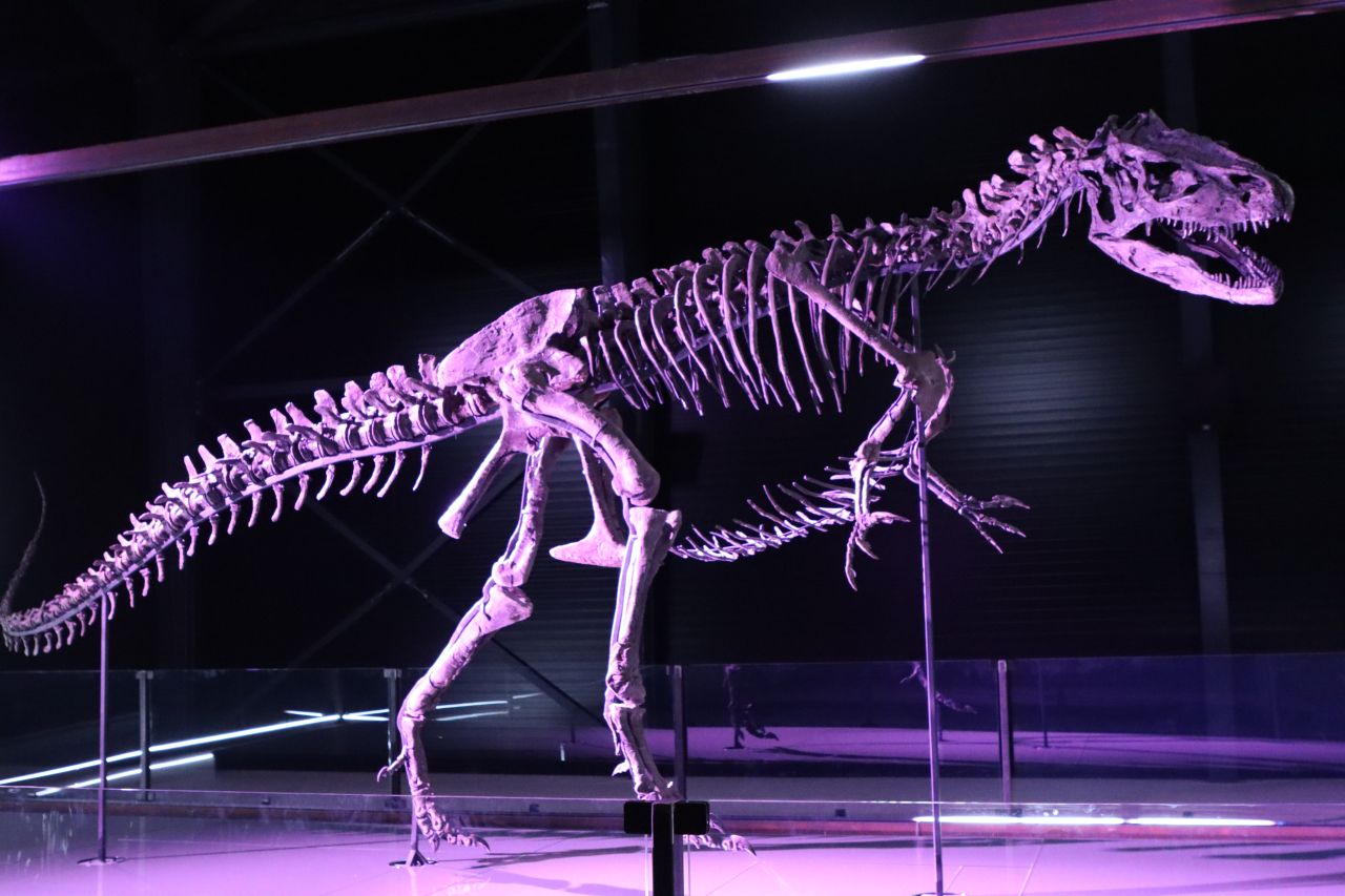 Dinosaurier-Skelett Evolutionsmuseum Knuthenborg