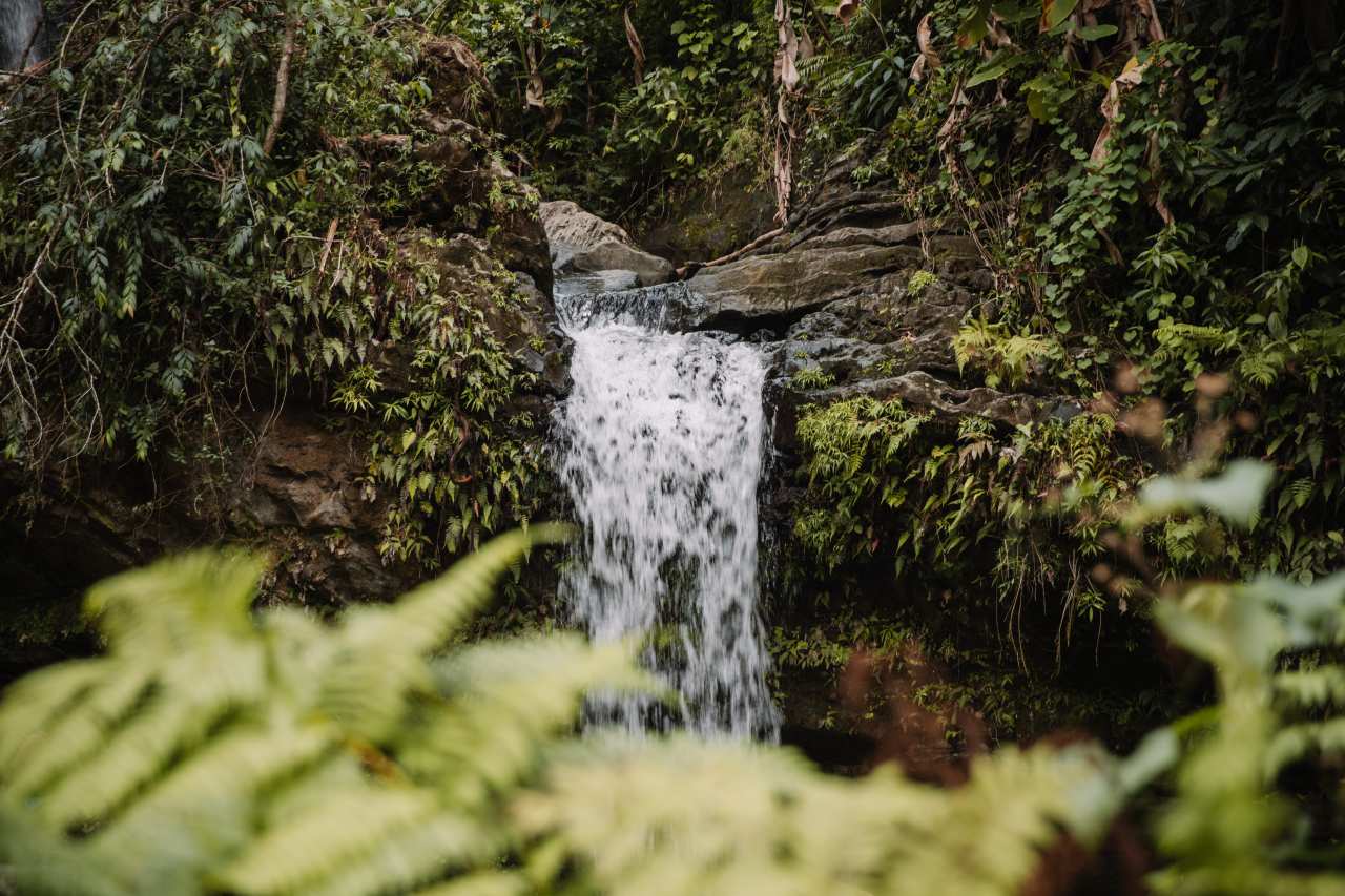 Regenwald NorEste Trail Puerto Rico
