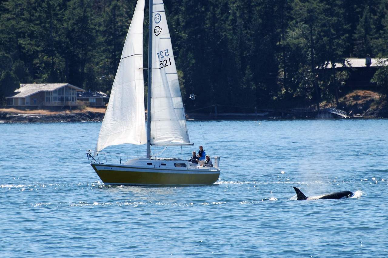 Segelboot und Orca vor Friday Harbour