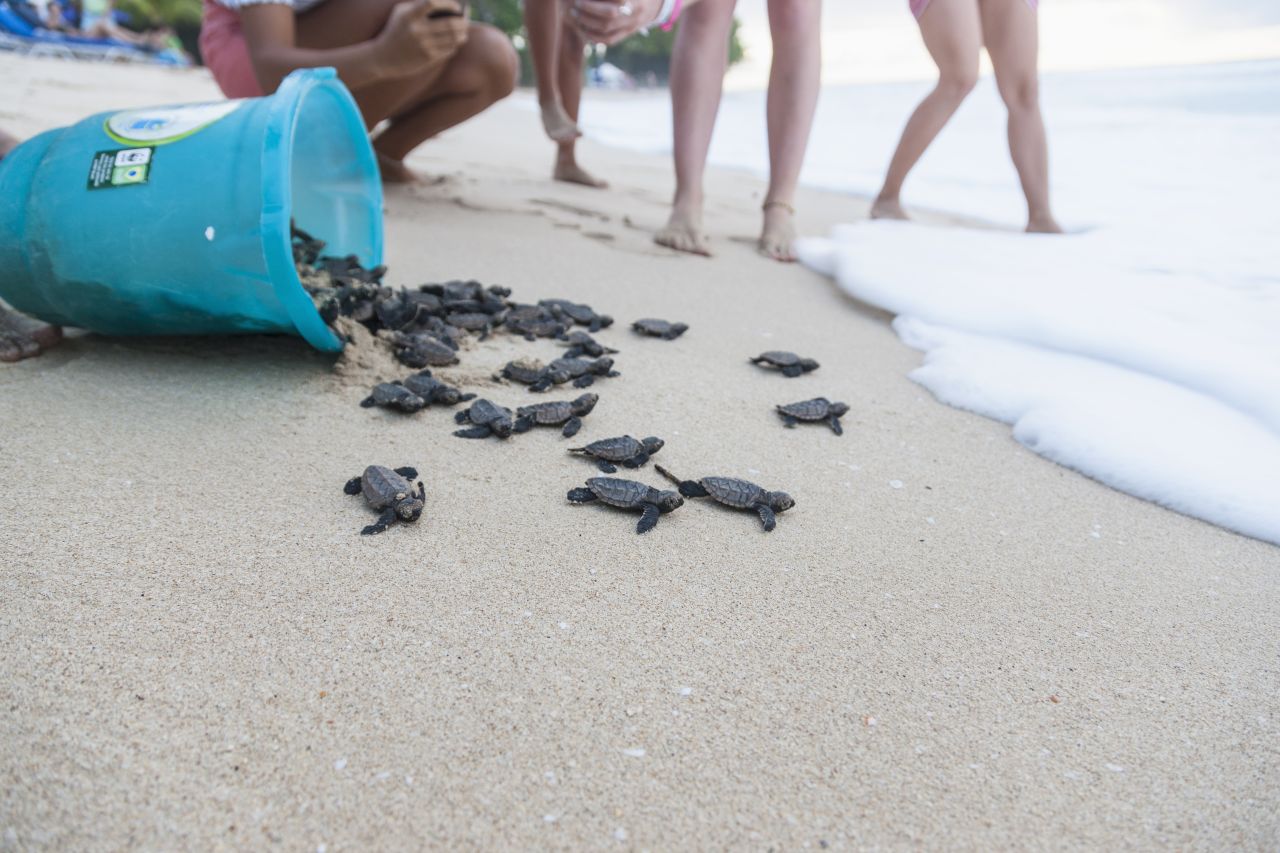 Baby Schildkröten am Sandy Lane Beach auf Barbados