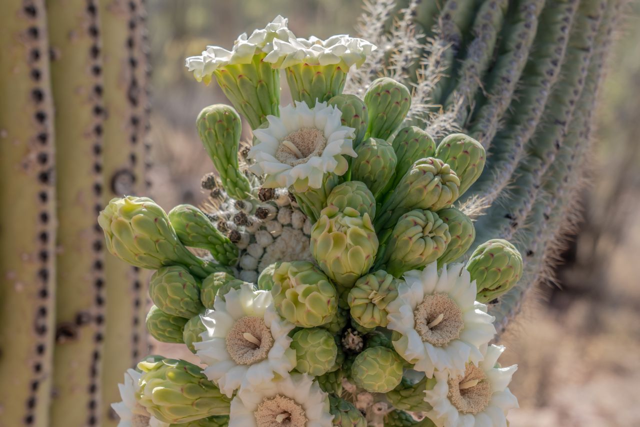 Blühender Saguaro in Tucson
