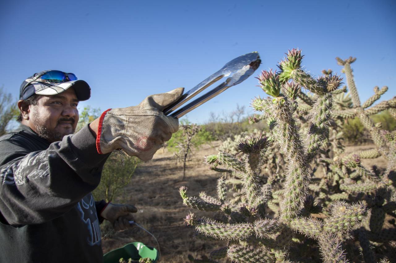 Ernte der Cholla Knospen in der Wüste von Tucson