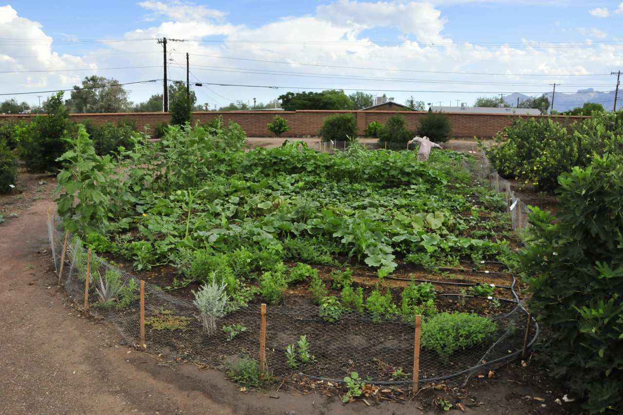 Gemüseanpflanzungen im Mission Garden