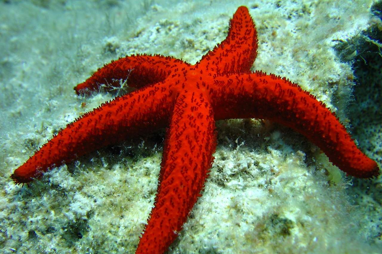 Roter Seestern vor Rhodos