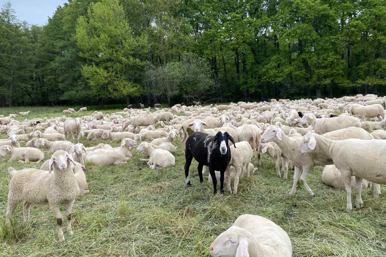 Schafe am Bucher Landgraben am Flughafen Nürnberg