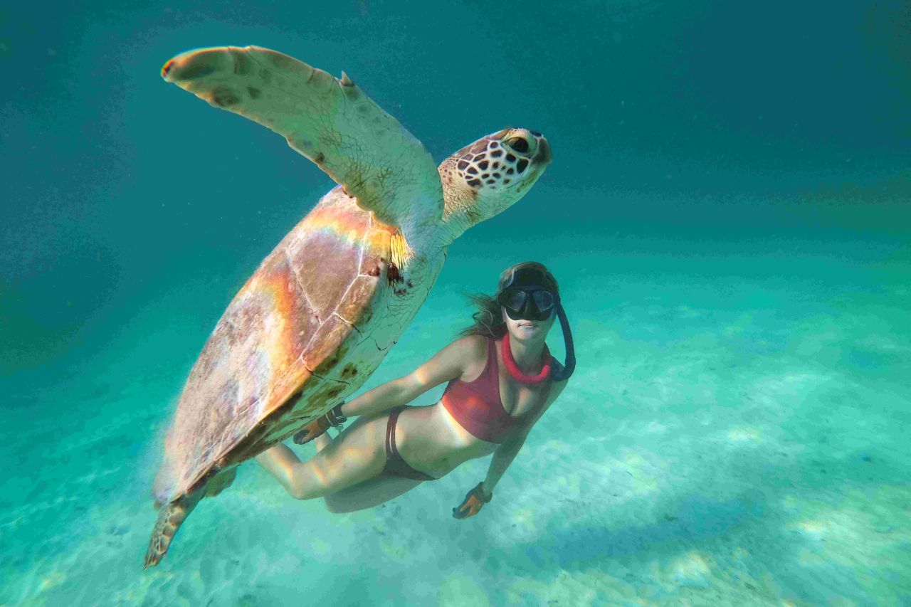Sonnencreme zum Schutz für Schildkröten auf Barbados