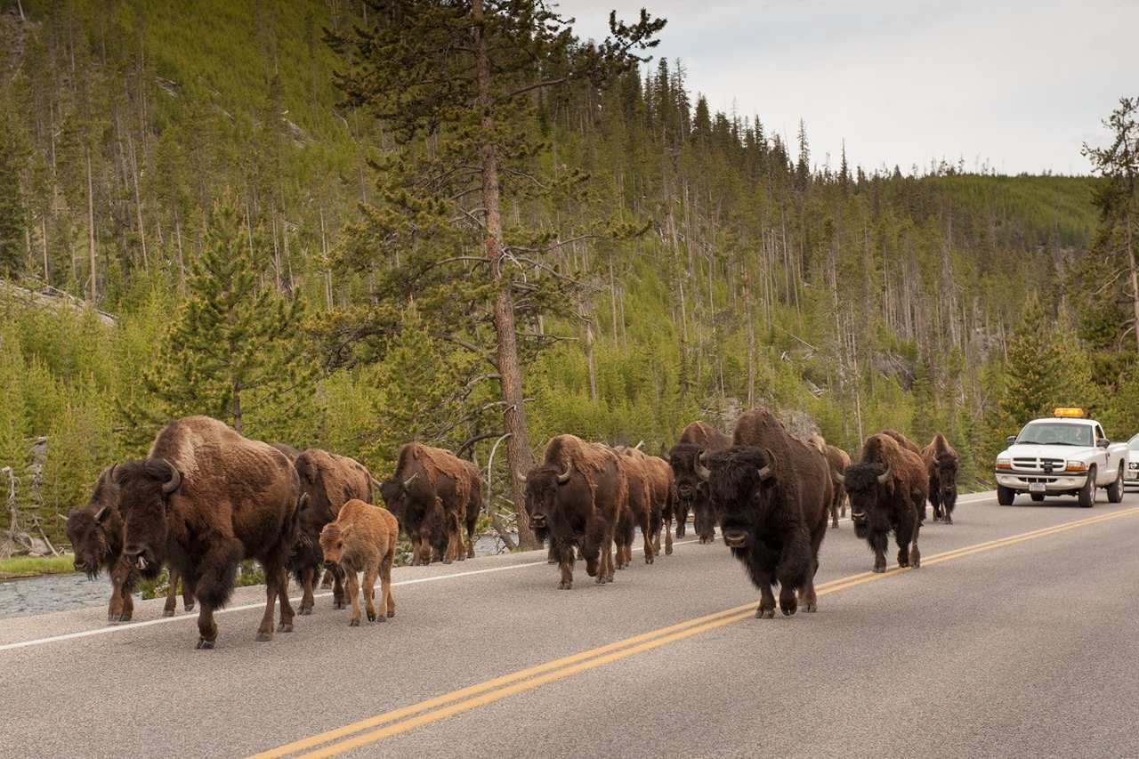 Bisonherde auf der Straße im Yellowstone