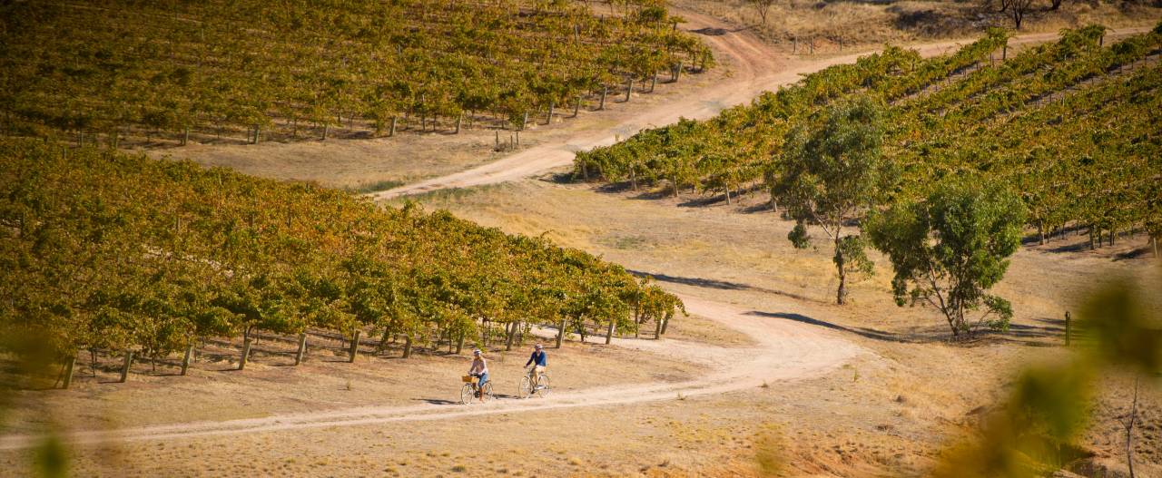 Radfahrer auf dem Riesling Trail