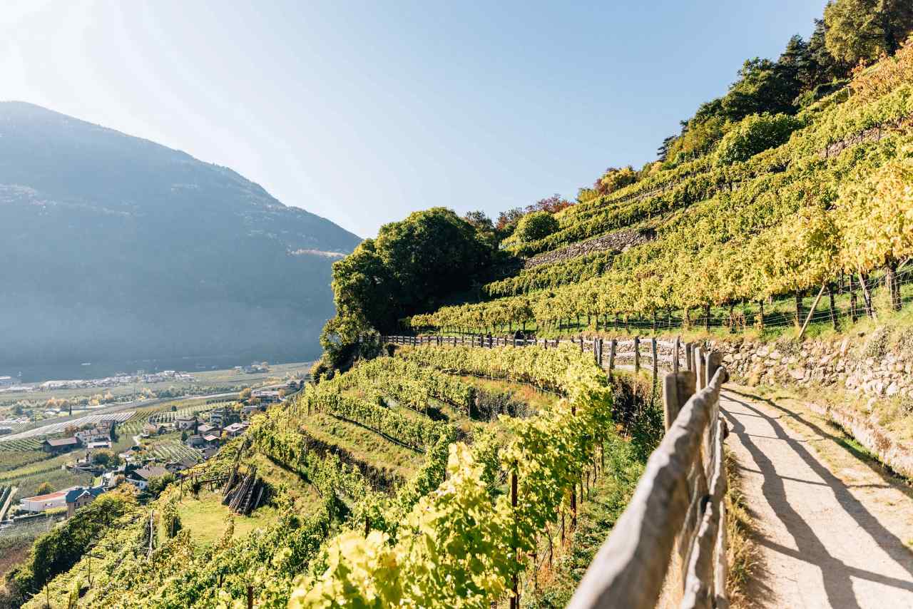Algund Weinbaugemeinde in Südtirol