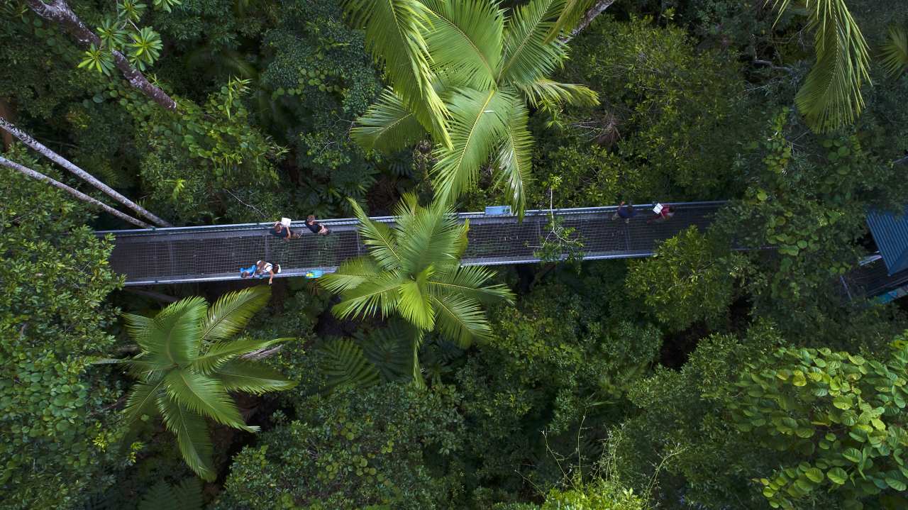 Baumwipfelpfad im Daintree Discovery Centre