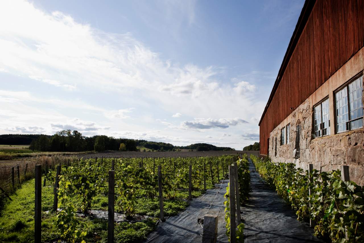 Blaxsta Vingård Weingut Södermanland