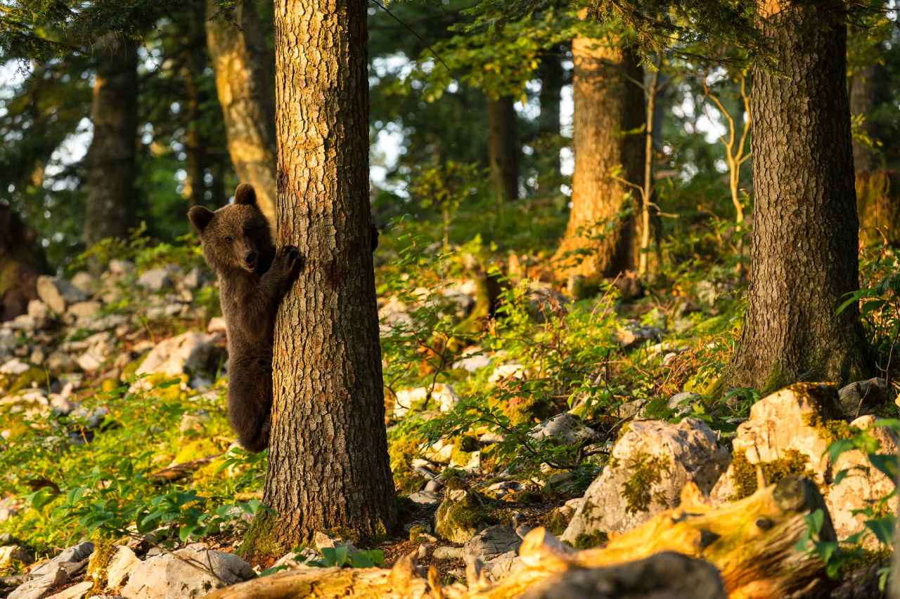 Bärenbeobachtungstour in slowenischen Wäldern