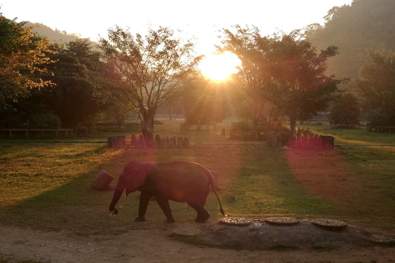 Elefant bei aufgehender Sonne im Elephant Nature Park