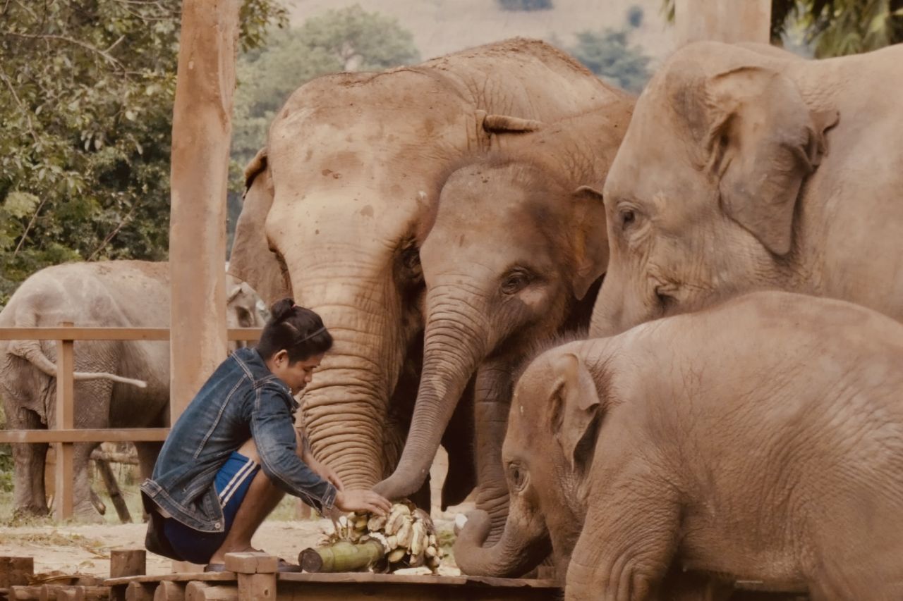 Elefantenfütterung im Elephant Nature Park