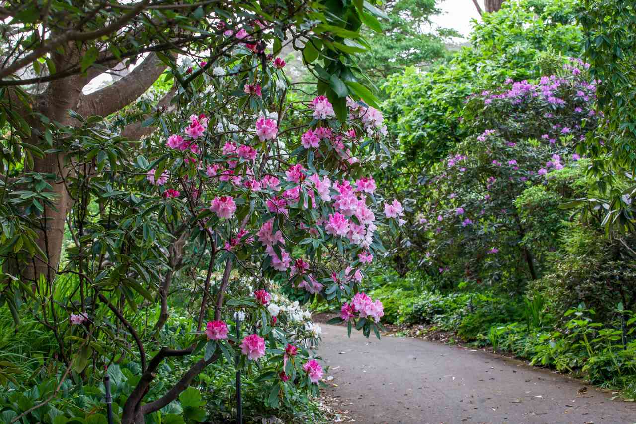 Rhododendron Garten im San Francisco Botanical Garden