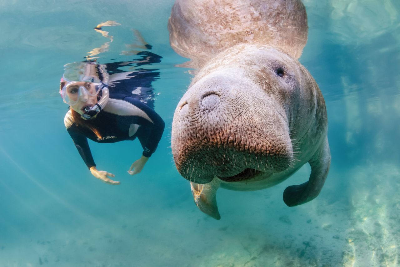 Schnorcheln mit Manatee Crystal River