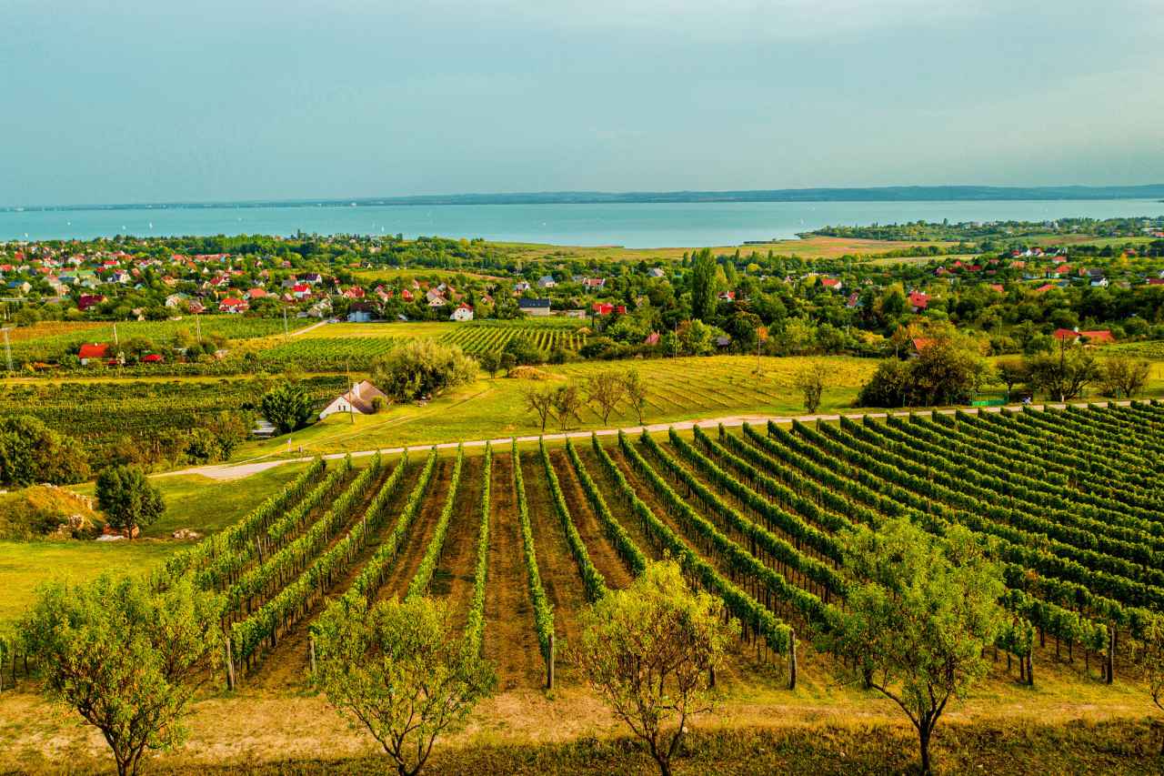 Weinberg bei Csopak am nördlichen Balaton