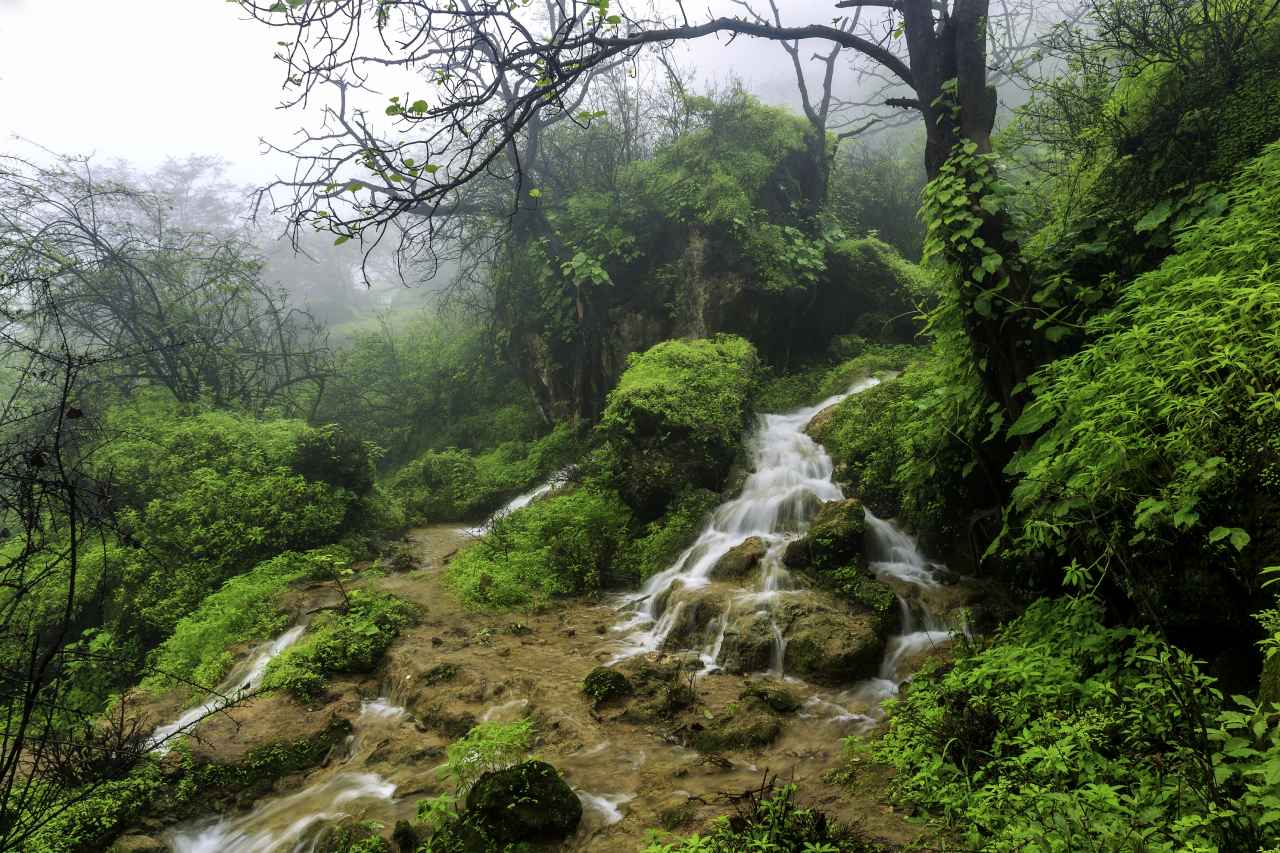 Dhofar Nebelwaldvegetation