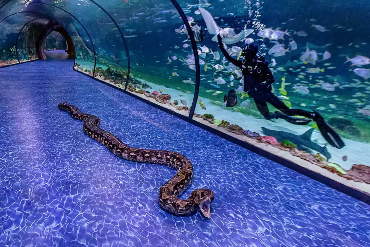 Riesenpython im National Aquarium Abu Dhabi