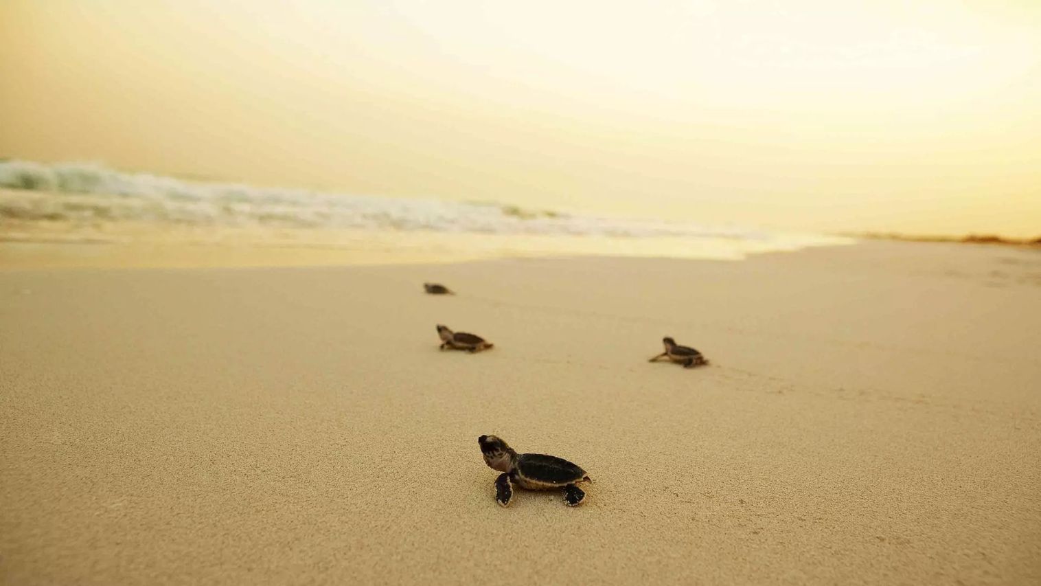 Saadiyat Island Echte Karettschildkröte