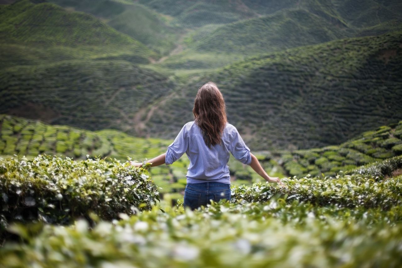 Besucher Teeplantage Malaysia