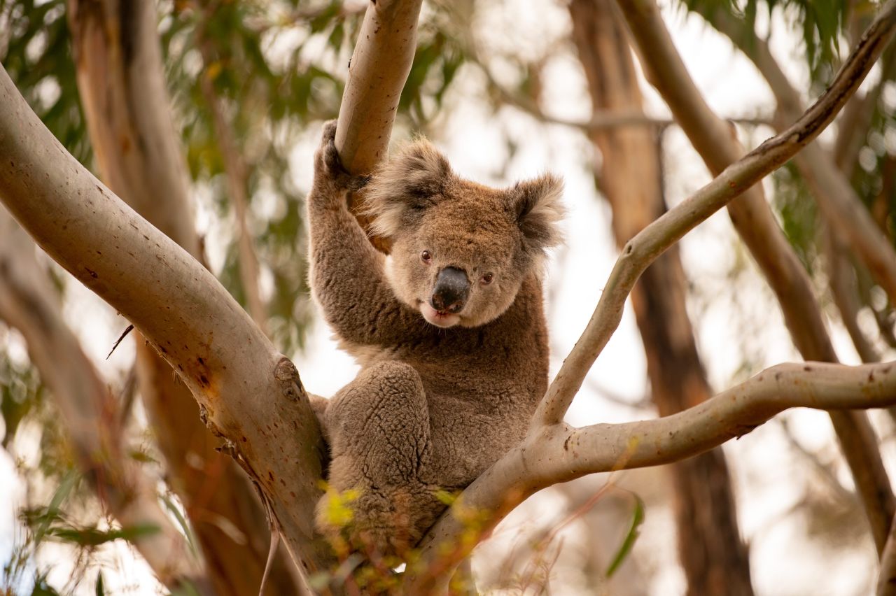 Koala auf Kangaroo Island