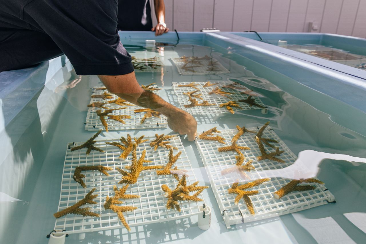 Korallenaufzucht im Mote Marine Laboratory Sarasota