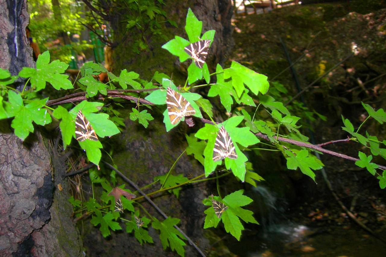 Schmetterlinge auf Amberbaum